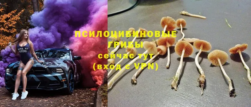 Галлюциногенные грибы Magic Shrooms  Щёкино 